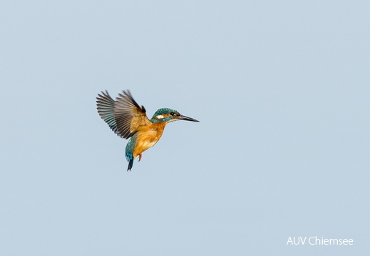 Eisvogel