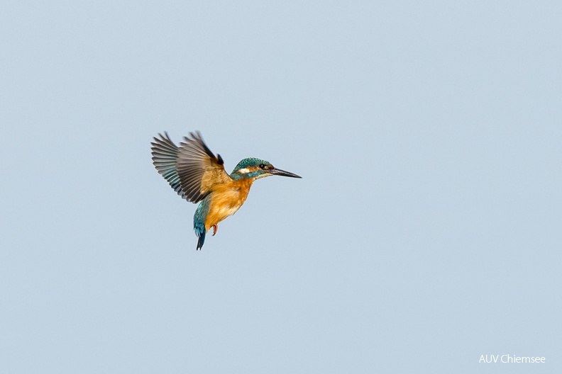 Eisvogel
Mit einem Klick! zur Fotogeschichte mit weiteren Bildern
Beobachtungsturm Hirschauer Bucht / 1. Oktober 2021 / Foto: Thomas Alberer
AktNatBeo-211001-ta-15_HB_Eisvogel.jpg