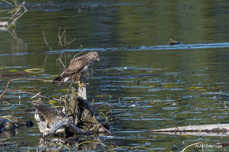 Mäusebussard
Mit einem Klick! zur Fotogeschichte mit weiteren Bildern
Beobachtungsturm Hirschauer Bucht / 1. Oktober 2021 / Foto: Thomas Alberer
AktNatBeo-211001-ta-22_HB_Maeusebussard.jpg