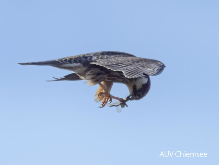 Baumfalke mit erbeuteter Großlibelle