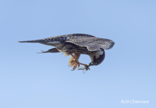 Baumfalke mit erbeuteter Großlibelle