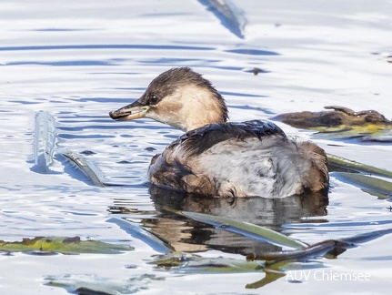 Zwergtaucher fängt Wasserkäfer