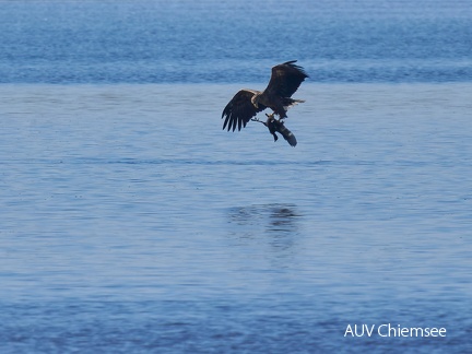 Seeadler mit Blässhuhn