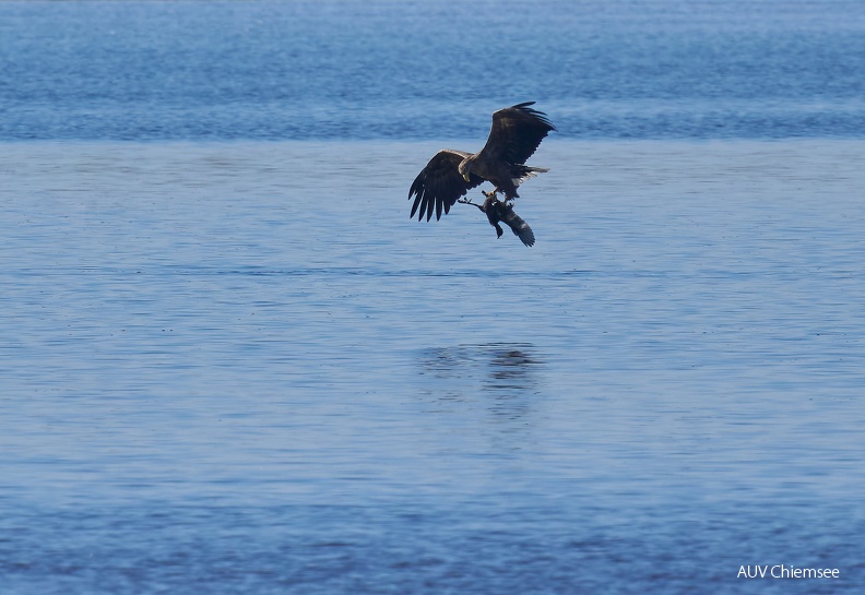 03-Seeadler mit Blaesshuhn-ee27f00909.jpg