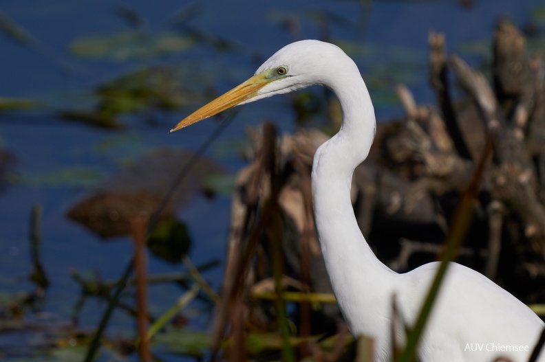 Silberreiher im Portrait
Mit einem Klick! zur Fotogeschichte mit weiteren Bildern
Beobachtungsturm Hirschauer Bucht / 1. Oktober 2021 / Foto: Alexander Kraus
08-Silberreiher-d7bc0f5c13.jpg