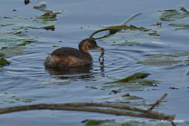 09-Zwergtaucher_mit_Frosch-c9c039018f.jpg