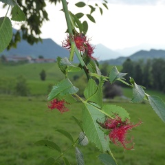 Gallen der Rosen-Gallwespe