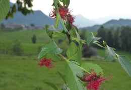 Gallen der Rosen-Gallwespe