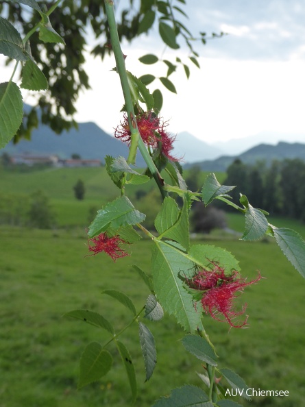Gallen der Rosen-Gallwespe
Mit einem Klick! zur Fotogeschichte mit weiteren Bildern
Samerberger Filze / 27.09.2021 / Foto: Dagmar Haitzinger
AktNatBeo-210927-dh-16_Gallen der Rosen-Gallwespe-1800pix.JPG