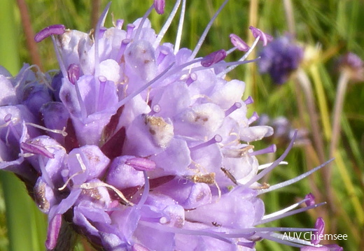 Teufelsabbiss