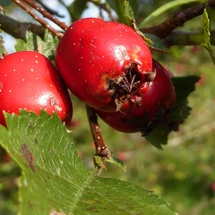 Weißdorn - Beeren