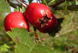 Weißdorn - Beeren