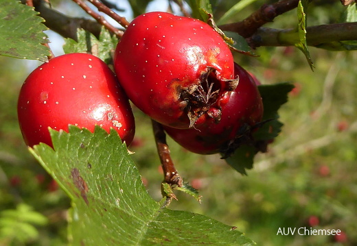 Weißdorn - Beeren