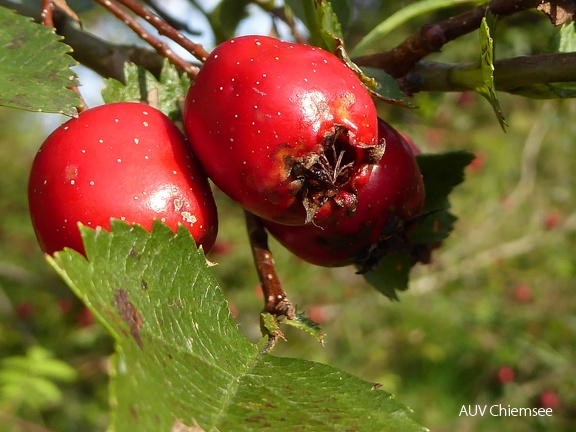 Weißdorn - Beeren