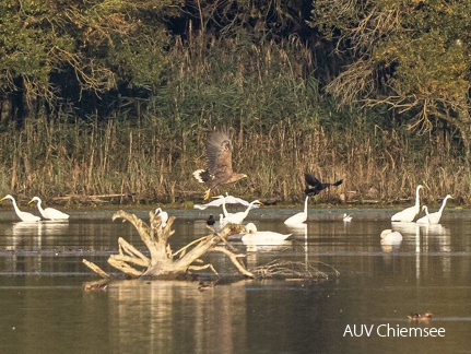 Seeadler startet von Sitzwarte