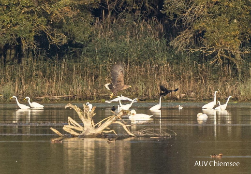 Seeadler startet von Sitzwarte