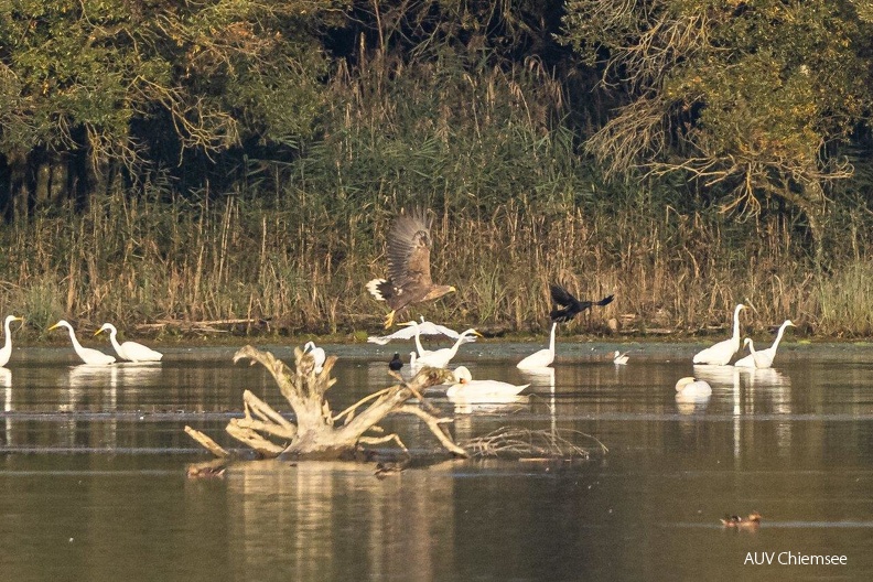 Seeadler startet von Sitzwarte
Mit einem Klick! zur Fotogeschichte mit weiteren Bildern
Beobachtungsturm Hirschauer Bucht / 4.10.2021 / Foto: Andreas Hartl
AktNatBeo-211004-ah-05-Seeadler_startet_von_Sitzwarte_HB.jpg