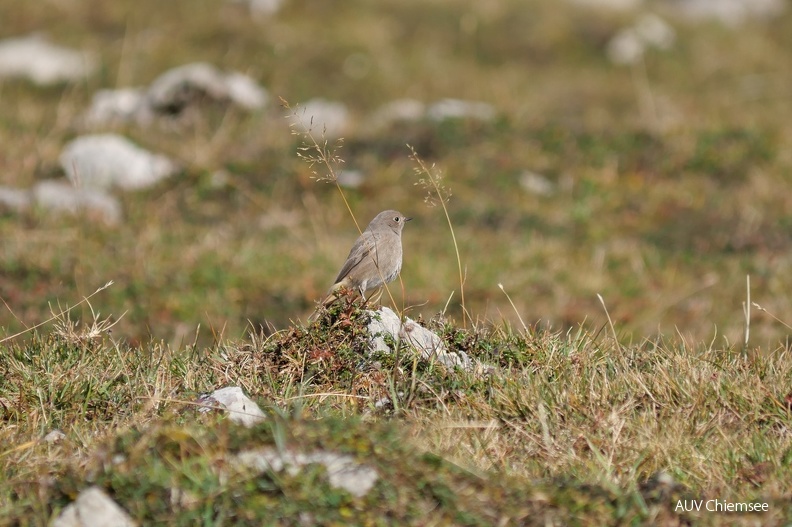 AktNatBeo-211023-ja-4_Hausrotschwanz.jpg