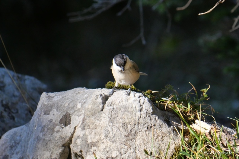 AktNatBeo-211023-ja-6_Weidenmeise.jpg