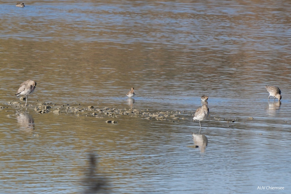 Grosser Brachvogel & Bekassine