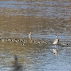 Grosser Brachvogel & Bekassine