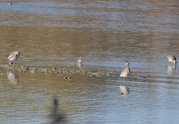 Grosser Brachvogel & Bekassine