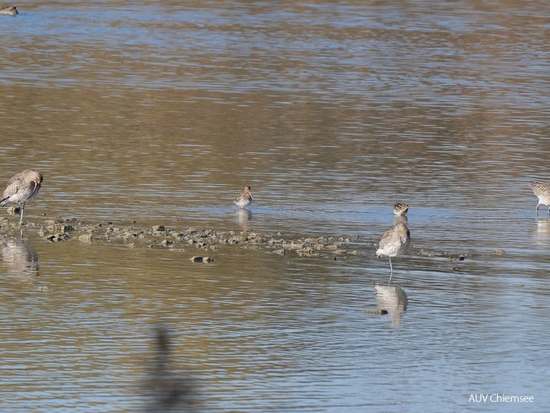 Grosser Brachvogel & Bekassine