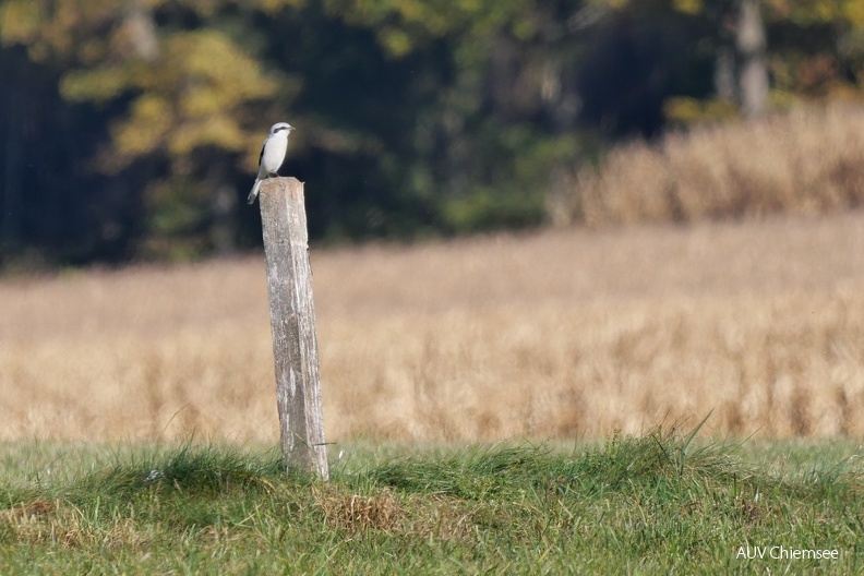 AktNatBeo-211031-ja-6_Raubwuerger.jpg