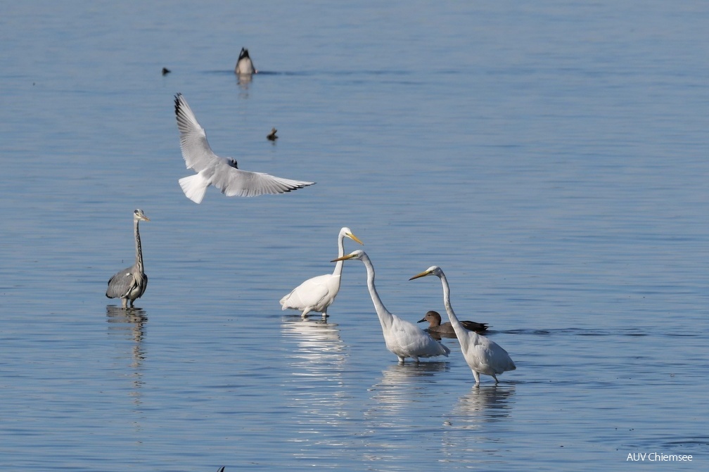 Reiher auf Fischjagd