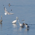 Reiher auf Fischjagd