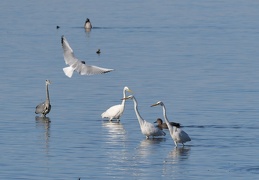 Reiher auf Fischjagd