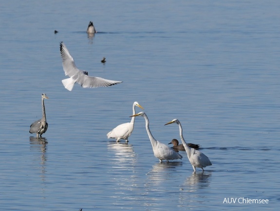 Reiher auf Fischjagd