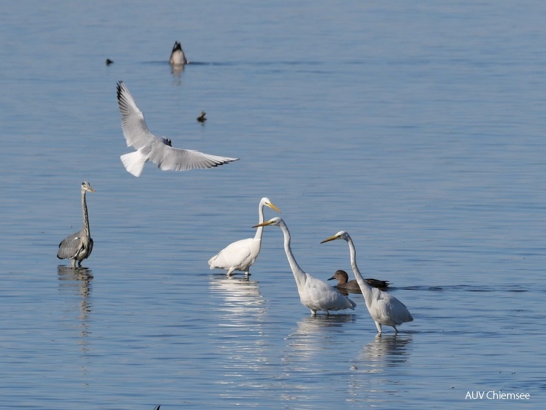 Reiher auf Fischjagd