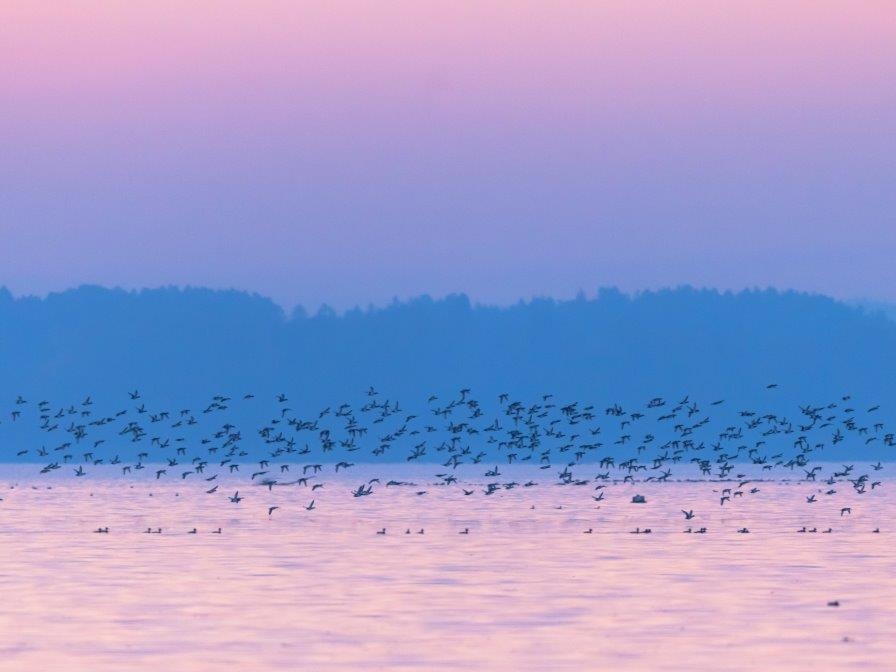 Enten flüchten vor in der Dämmerung jagendem Seeadler