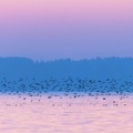 Enten flüchten vor in der Dämmerung jagendem Seeadler