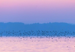 Enten flüchten vor in der Dämmerung jagendem Seeadler