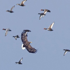 jagender Seeadler