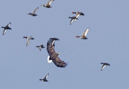 jagender Seeadler