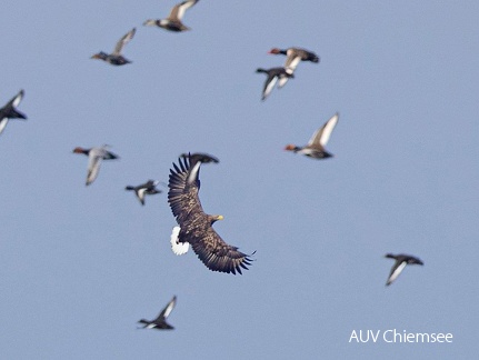 jagender Seeadler