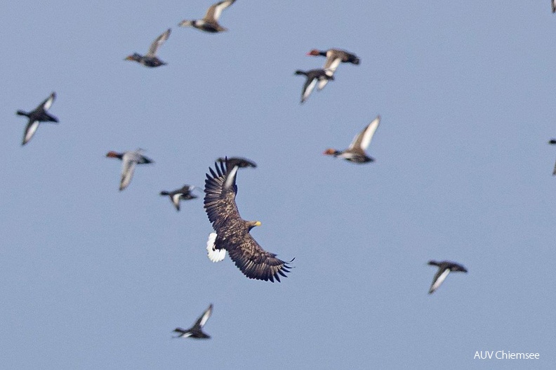jagender Seeadler
Mit einem Klick! zur Fotogeschichte mit weiteren Bildern
Beobachtungsturm Hirschauer Bucht / 31.10.2021 / Foto: Andreas Hartl
AktNatBeo-211031-ah-08-jagender_Seeadler_in_der_HB_(3).jpg