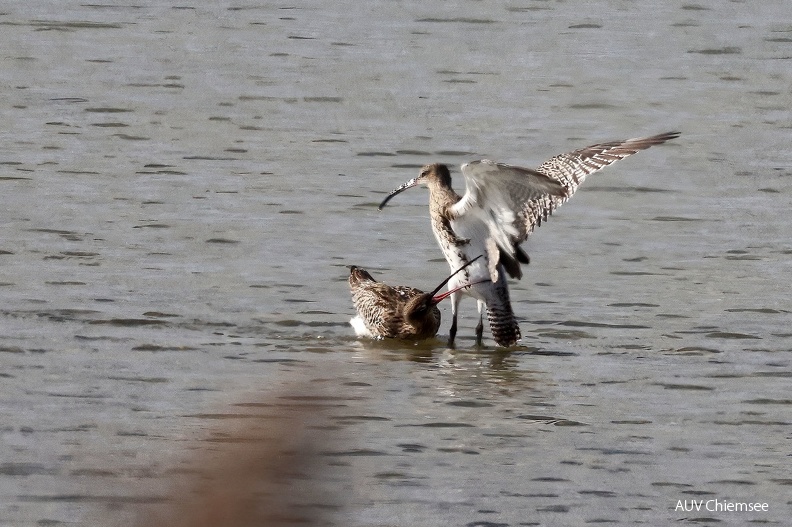 Brachvögel
Mit einem Klick! zur Fotogeschichte mit weiteren Bildern
Beobachtungsturm Seebruck / 6.11.2021 / Foto: Hans Wolf
AktNatBeo-211106-hw-20_Brachvoegel_Seebruck_7Y4A4959.jpg