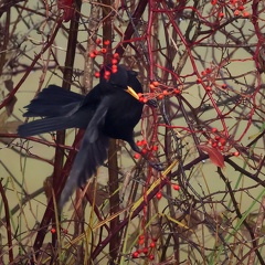 Amsel 