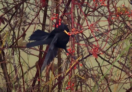 Amsel 