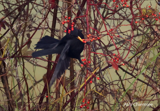 Amsel 
