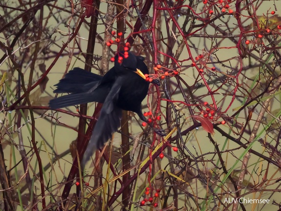 Amsel 