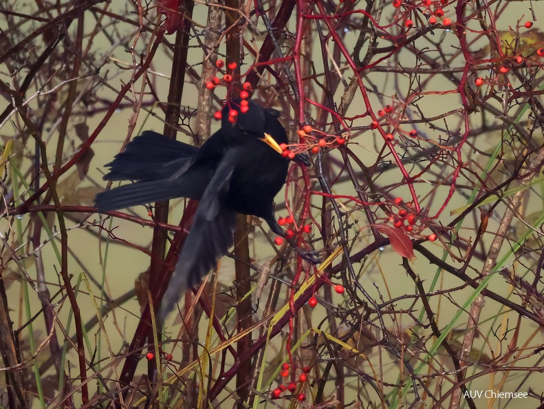 Amsel 