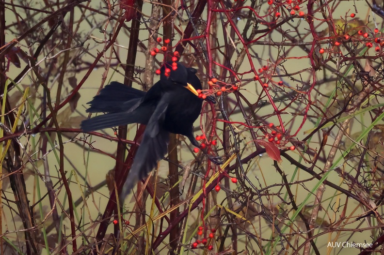 AktNatBeo-211111-hw-16_Amsel_Rimstinger_Bucht_7Y4A5685.jpg