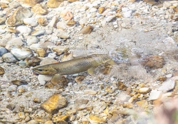 Bachforellenweibchen gräbt Laichgrube