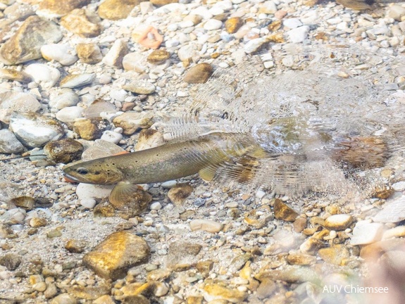 Bachforellenweibchen gräbt Laichgrube