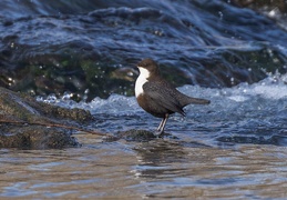 Wasseramsel